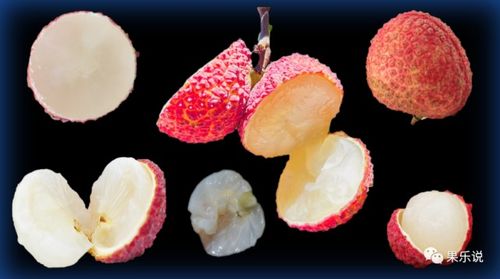 無核荔枝 新時代的荔枝珍品