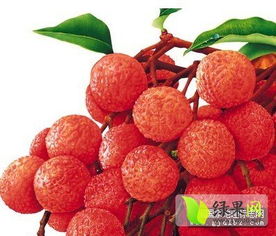 東莞荔枝踏上國家地理標志產(chǎn)品申報之路 無核荔枝引領(lǐng)品質(zhì)升級