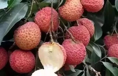 無核荔枝 水果界新晉“網(wǎng)紅”的崛起與商業(yè)潛力