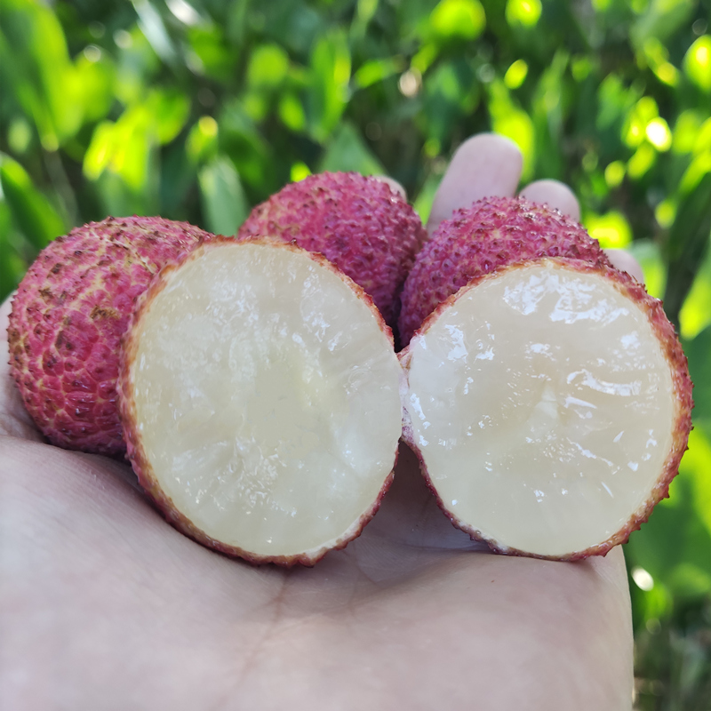 海南無核荔枝 自然與科技的甜蜜結(jié)晶